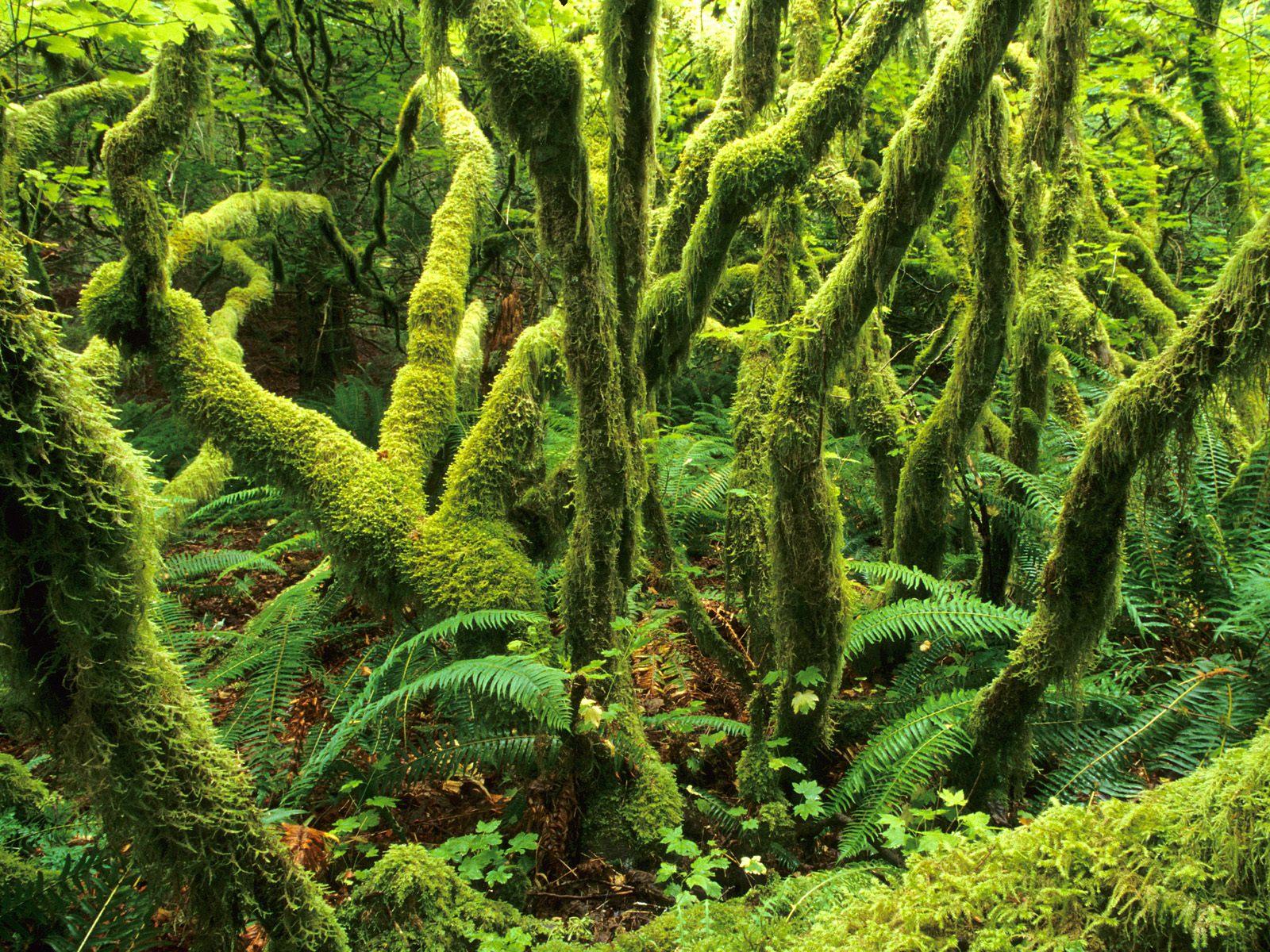 Forest green forest free desktop background wallpaper image