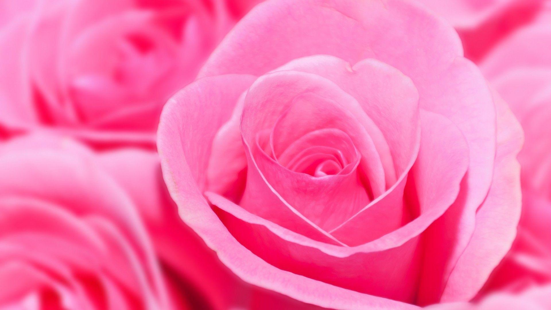 Best HD Pink Rose Wallpaper