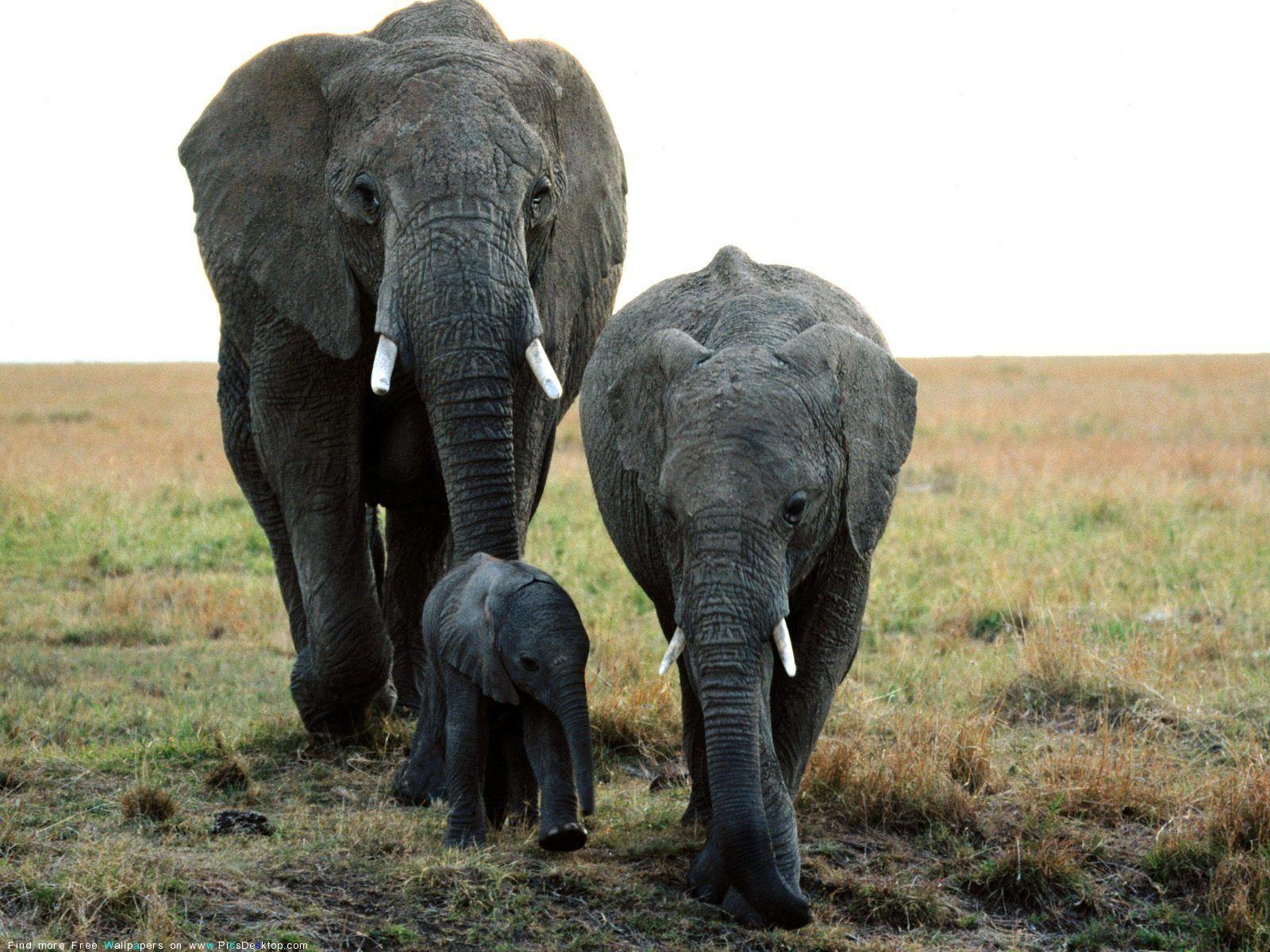 Elephant Wild Animal Desktop Wallpaper