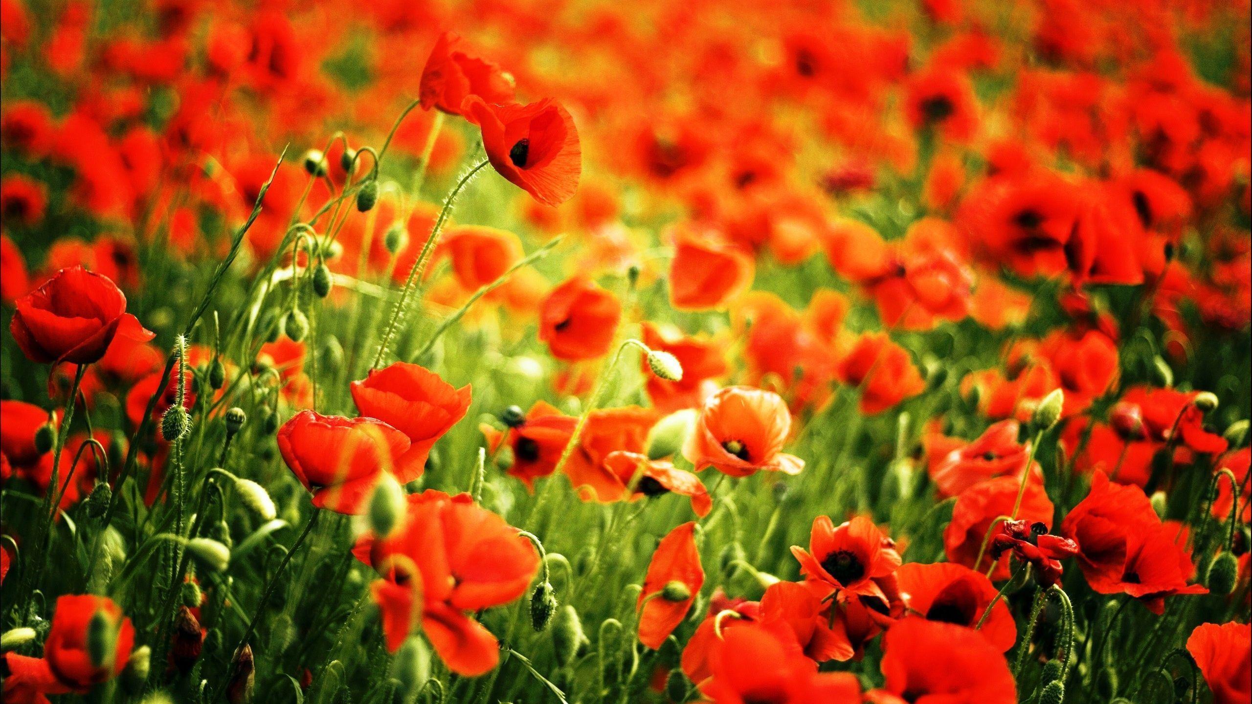 Red Poppy Wallpapers - Wallpaper Cave