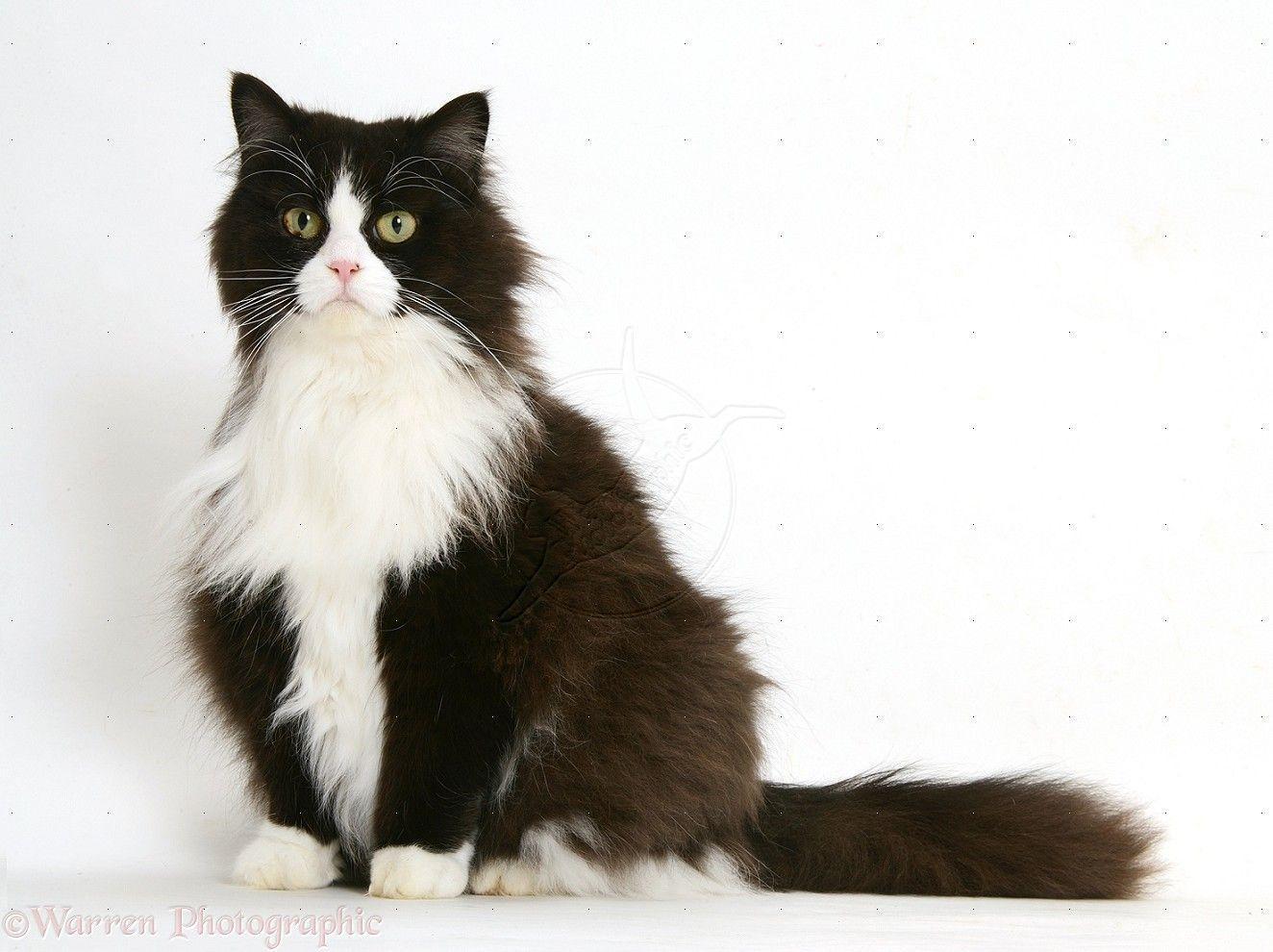 Black And White Persian Cross Cat, Flora, 6 Years Old, Grown