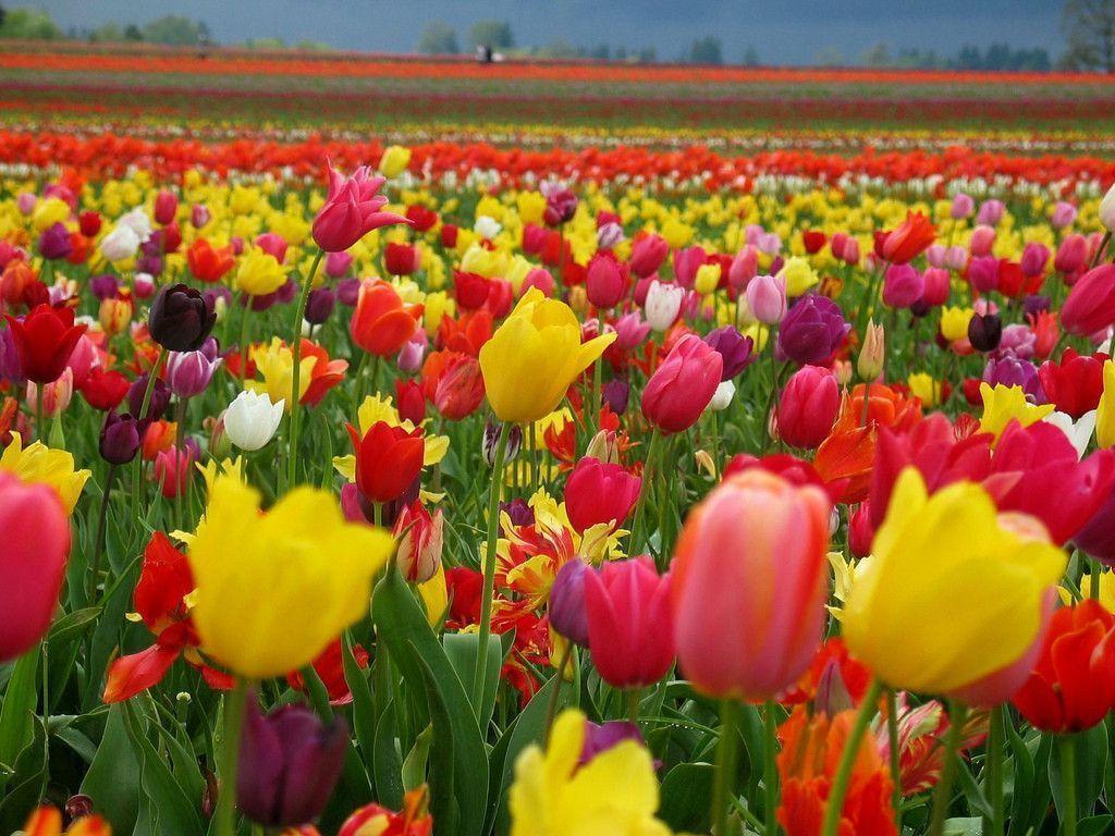 Beautiful Tulips ♥ Colors Wallpaper