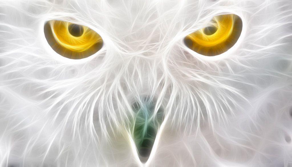 Gallery For > White Owl Wallpaper HD