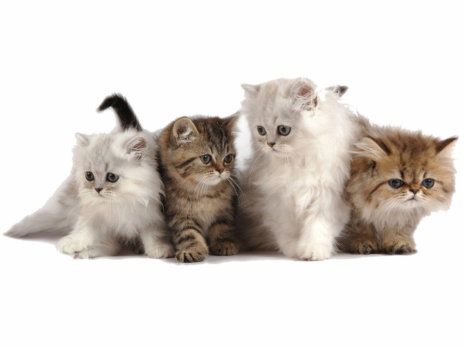 Wallpaper For > Cute White Kittens Wallpaper