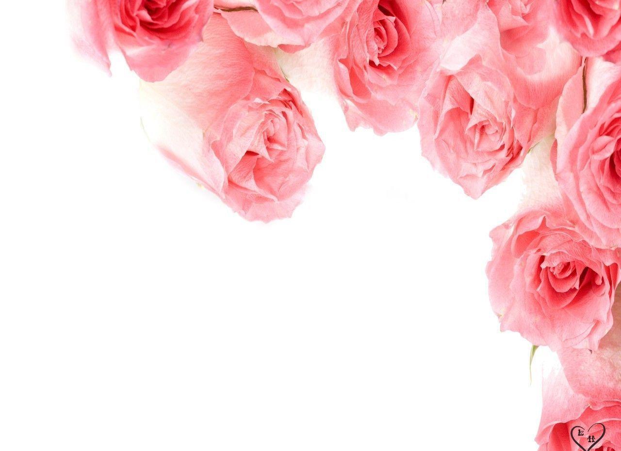 Pink Roses Wallpaper. Flowers Picture. Flowers Wallpaper