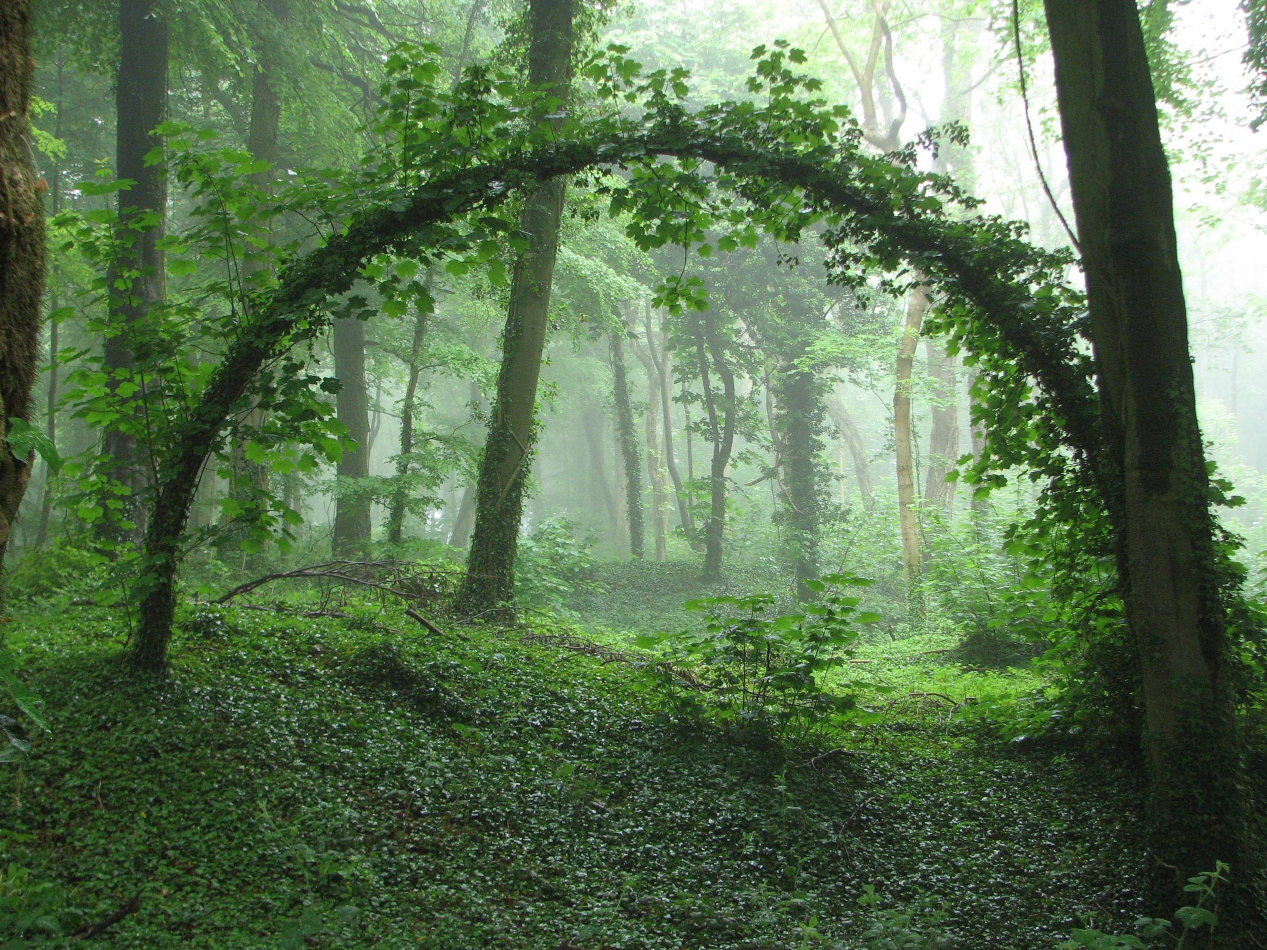 Таинственный зеленый лес
