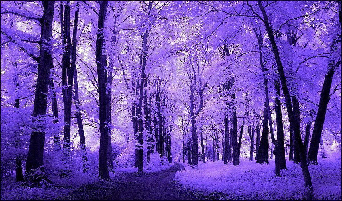 More Like Purple Trees Infrared