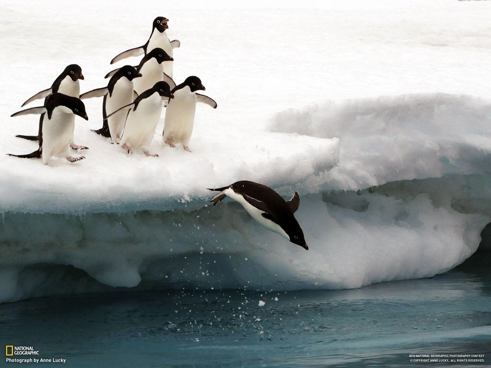Penguins, Antartica