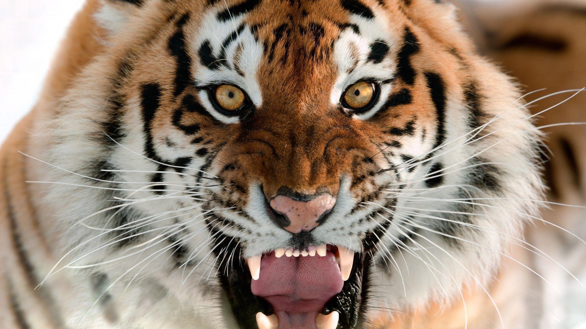 Amur tiger Wallpaper, cat, face, teeth, fangs