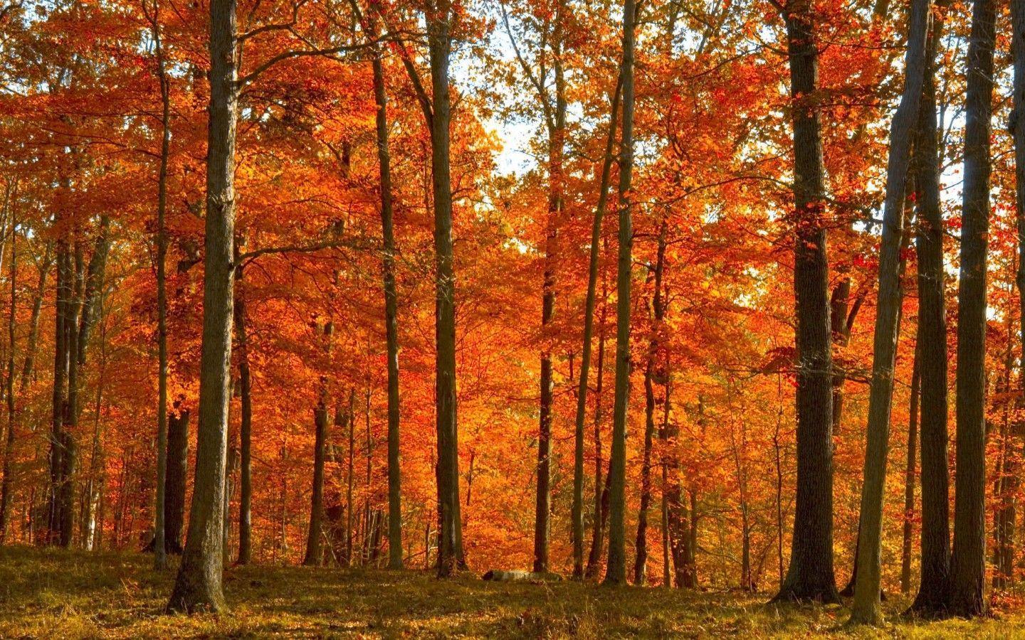 Yellow Red Autumn Forest Desktop Wallpaper