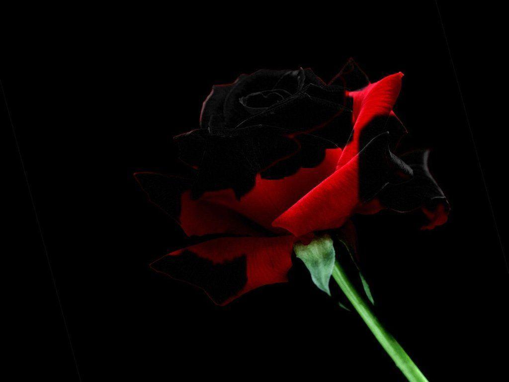 A Single Red Rose Desktop Wallpaper