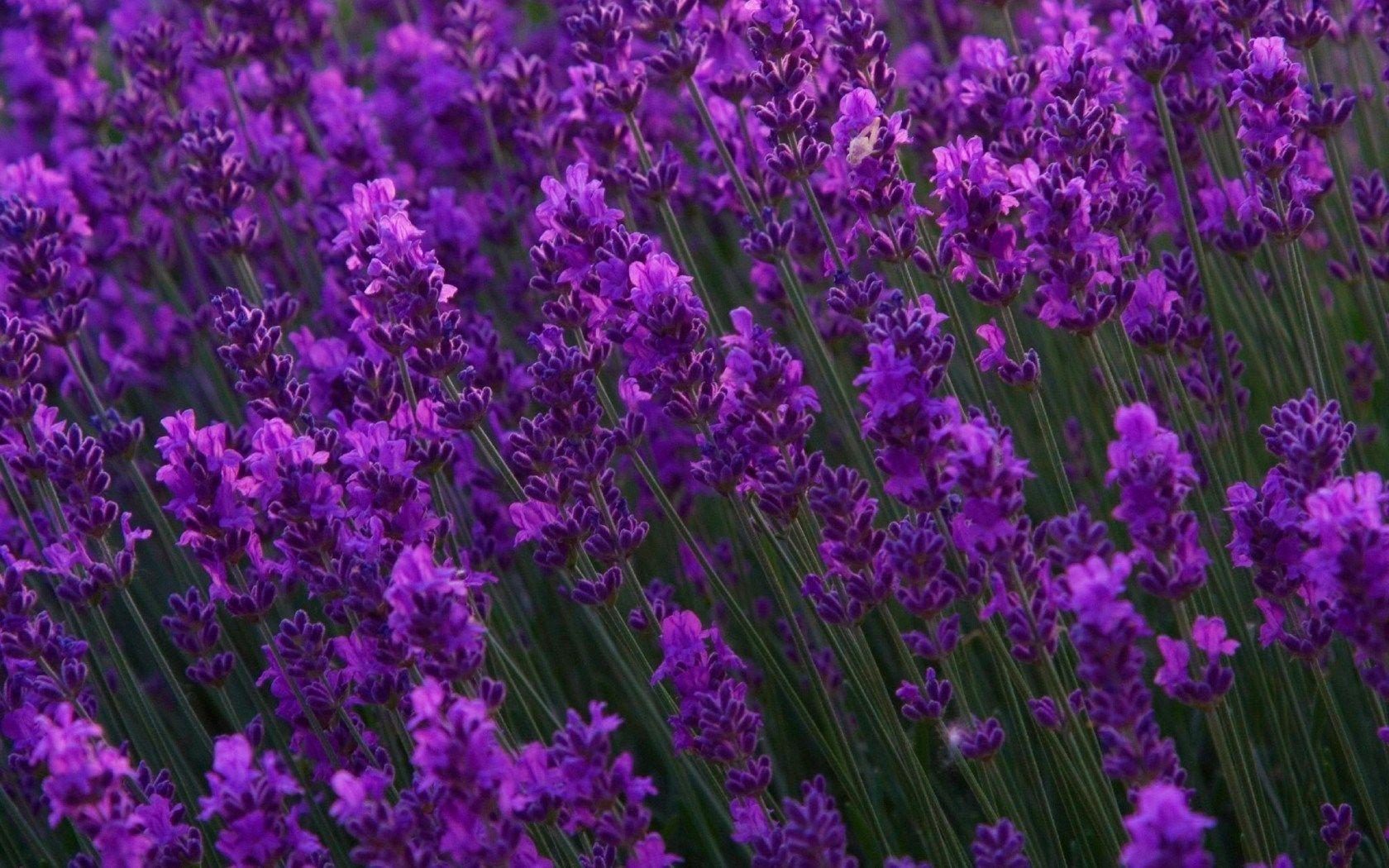 Lavender Many Flowers Purple Nature Hd Wallpaper Background Uhd 2k