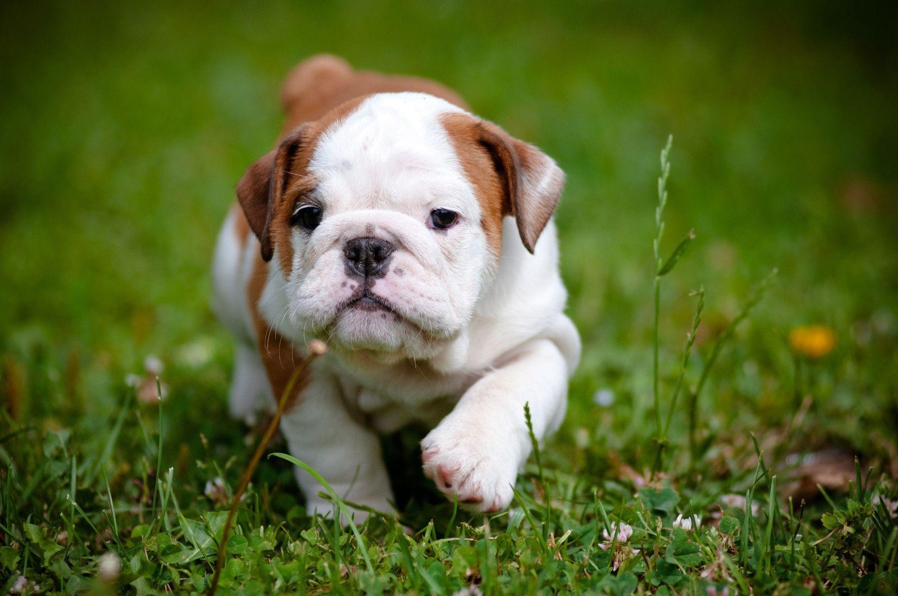 English Bulldog Wallpapers Wallpaper Cave English Bulldog Wallpapers Wallpaper Cave