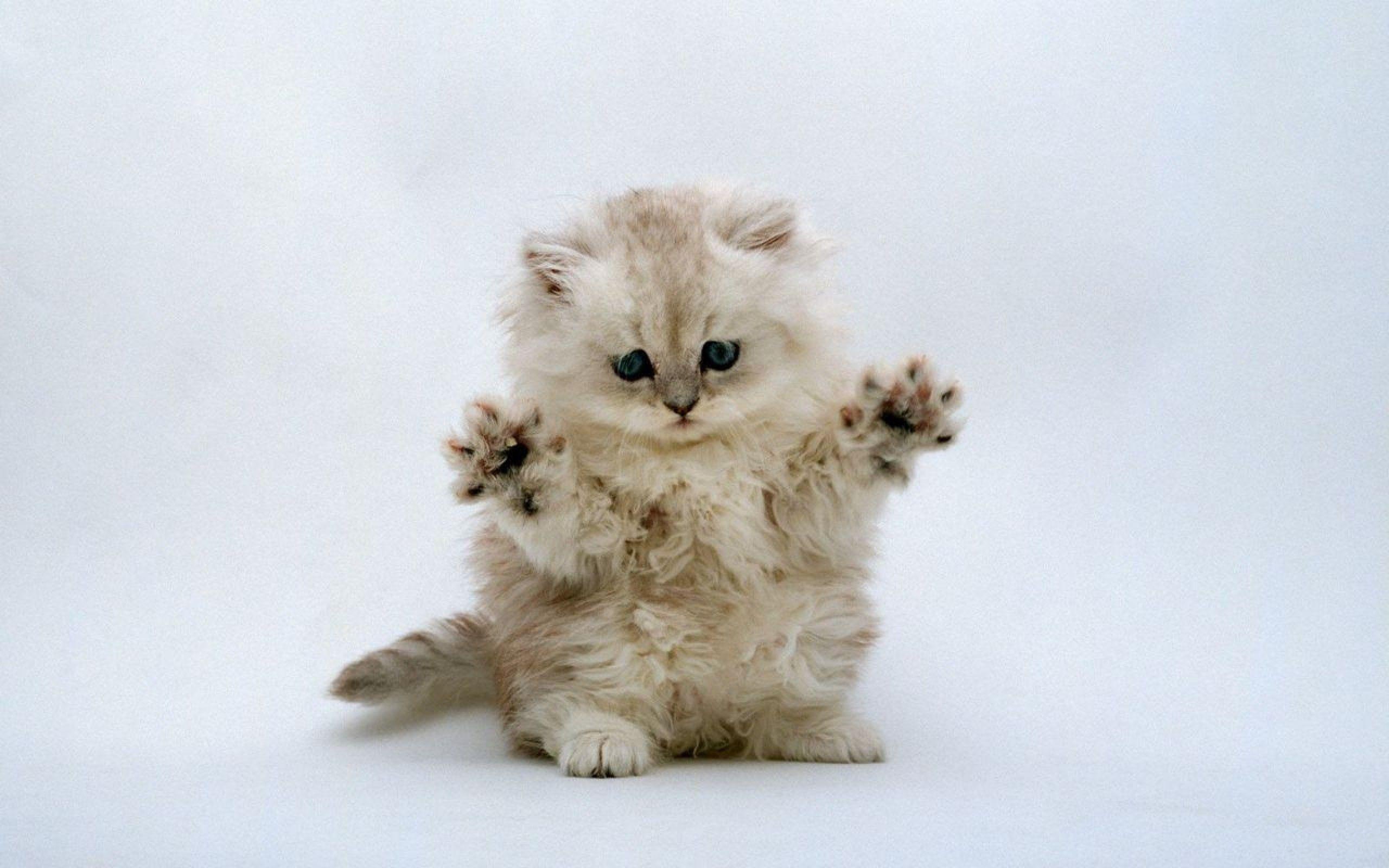 Cute Kittens Wallpaper Free Download 9677 Full HD Wallpaper