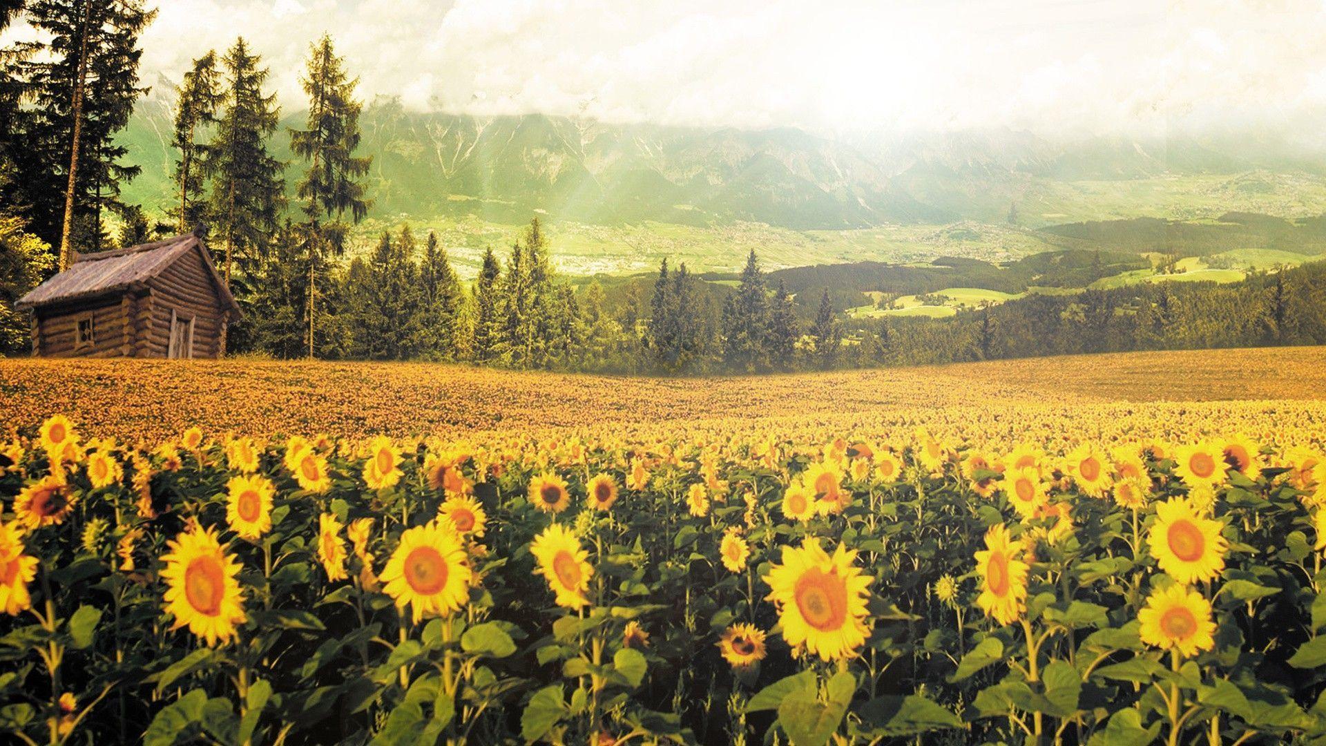 Download Nature Sunflowers Wallpaper 1920x1080