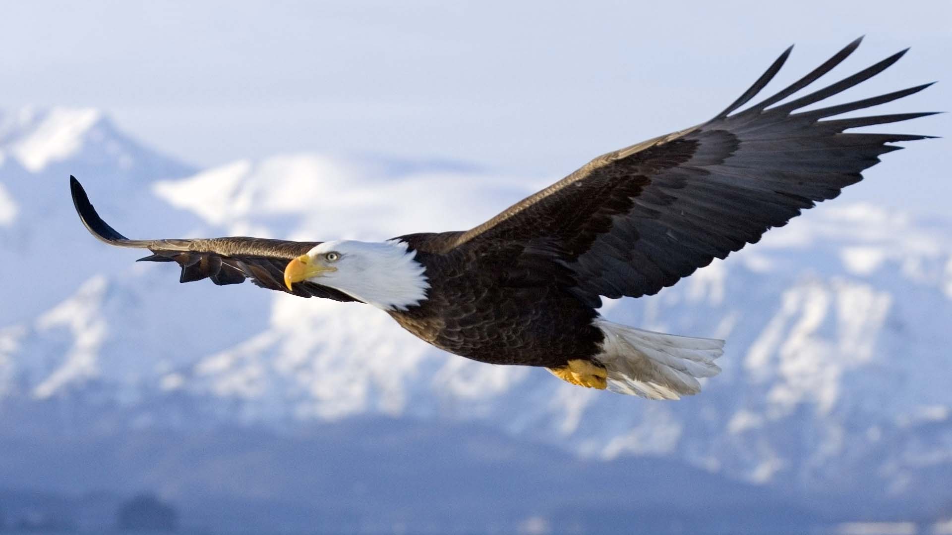 Eagle Symbol Of Nature Latest HD Wallpaper Free Download. HD