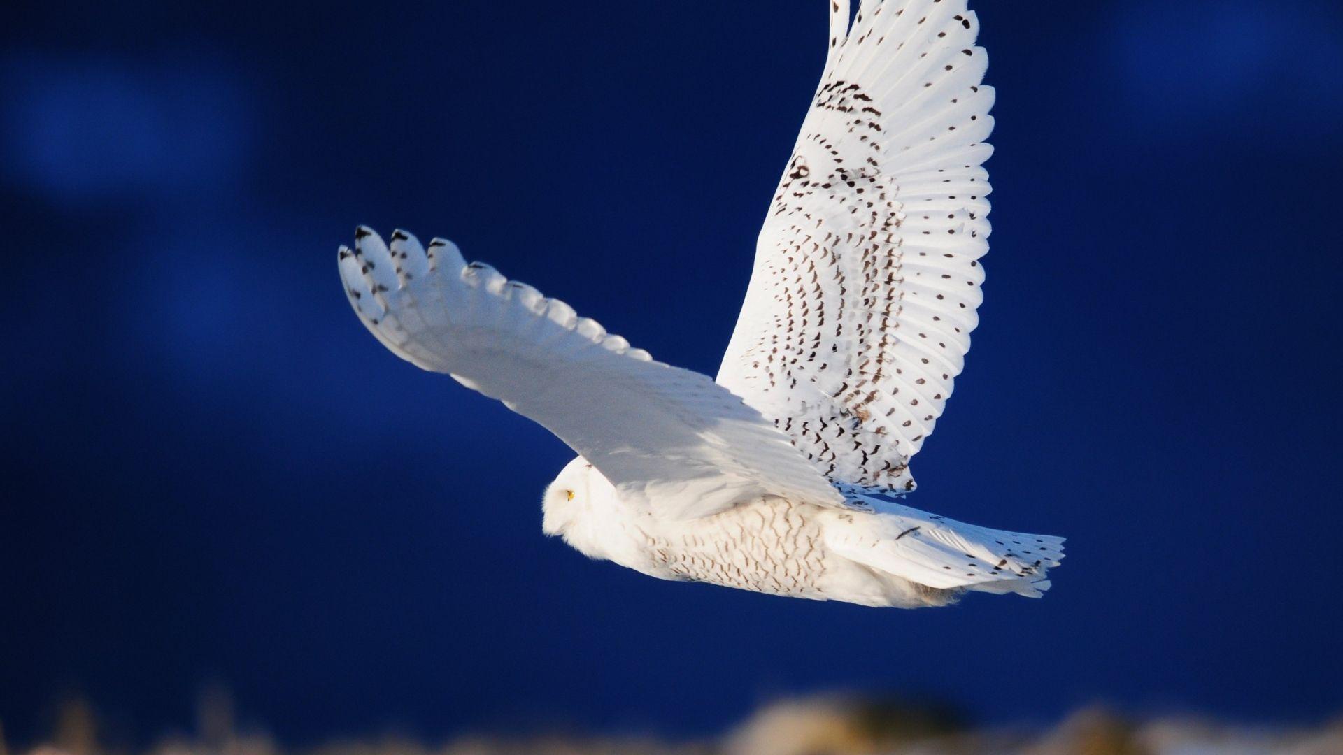 Snowy Owl Flying Wallpaper Wide or HD