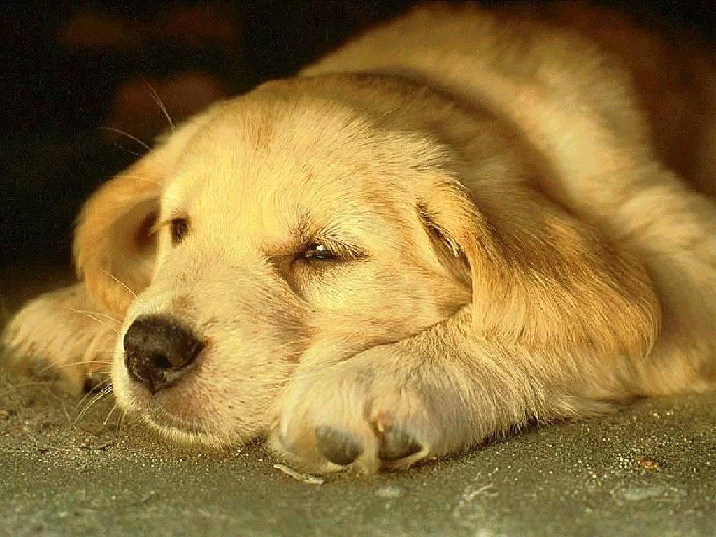 Sleepy Puppy Dog Wallpaper Background. Dogs Wallpaper Background