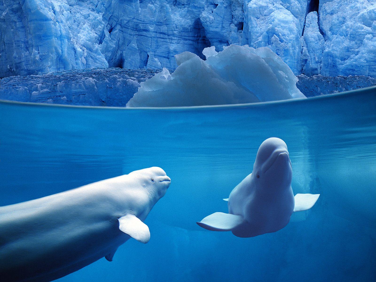 Beluga whale underwater free desktop background wallpaper image