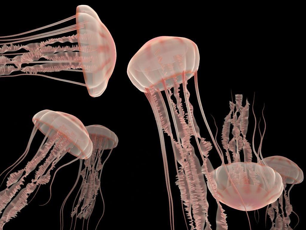 Jellyfish Wallpaper and Picture Items