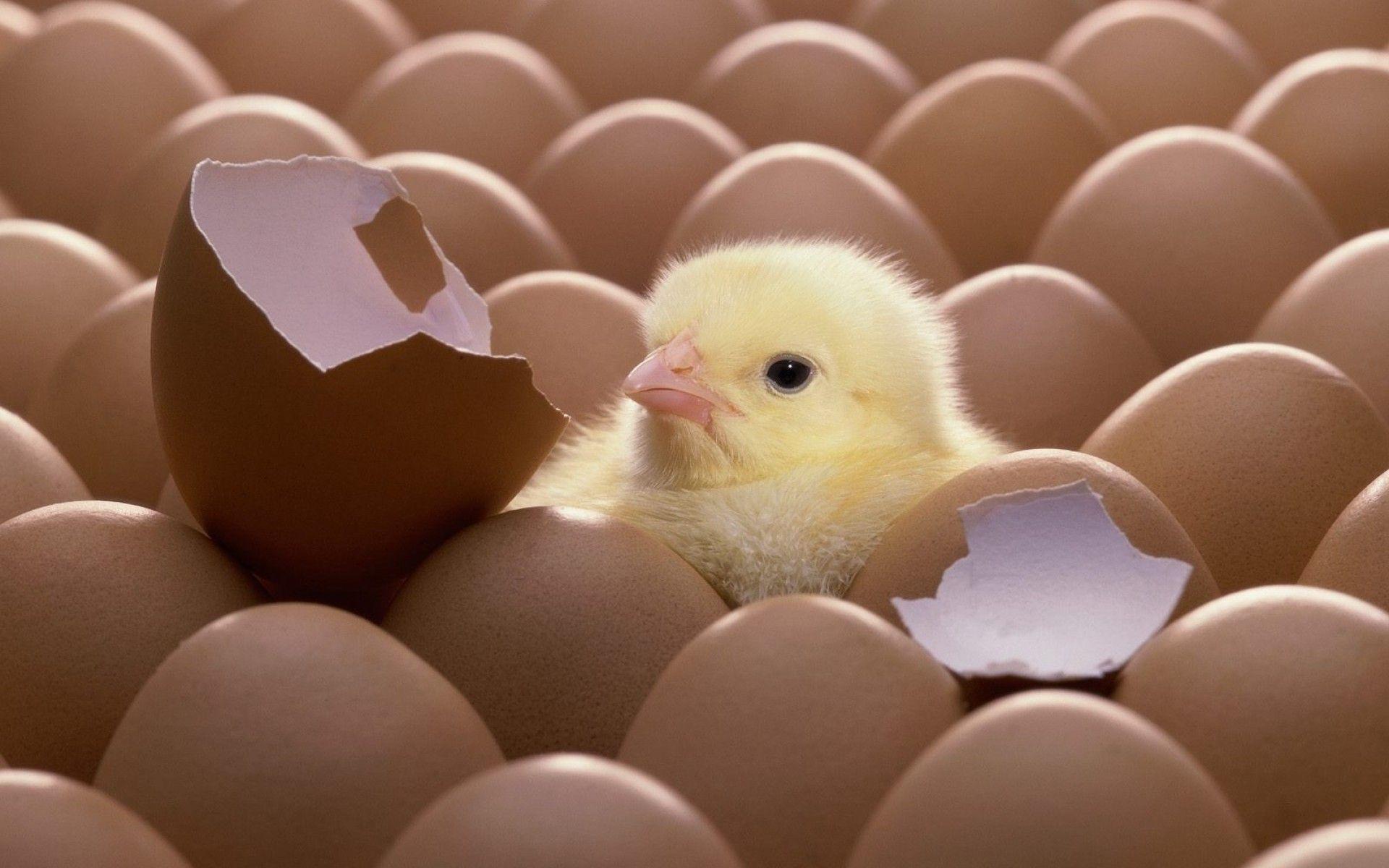Hatching chick Wallpaper Image. HD Wallpaper Image