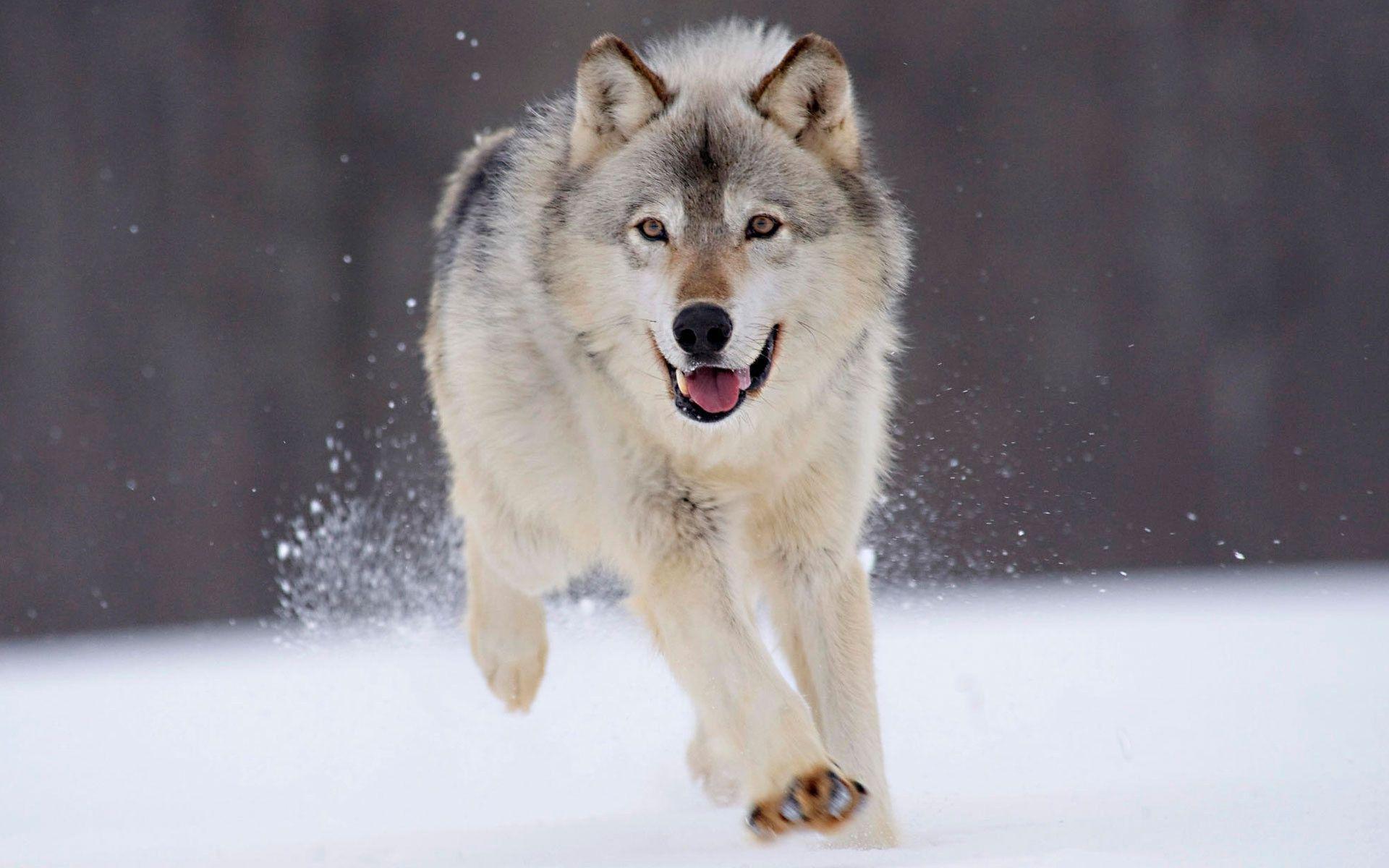 A1 Gray Wolf Snow HD Desktop Wallpaper