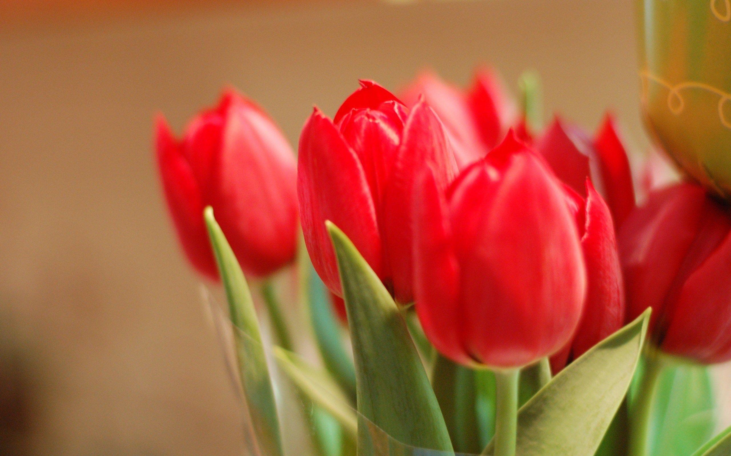 image For > Red Tulip Flower