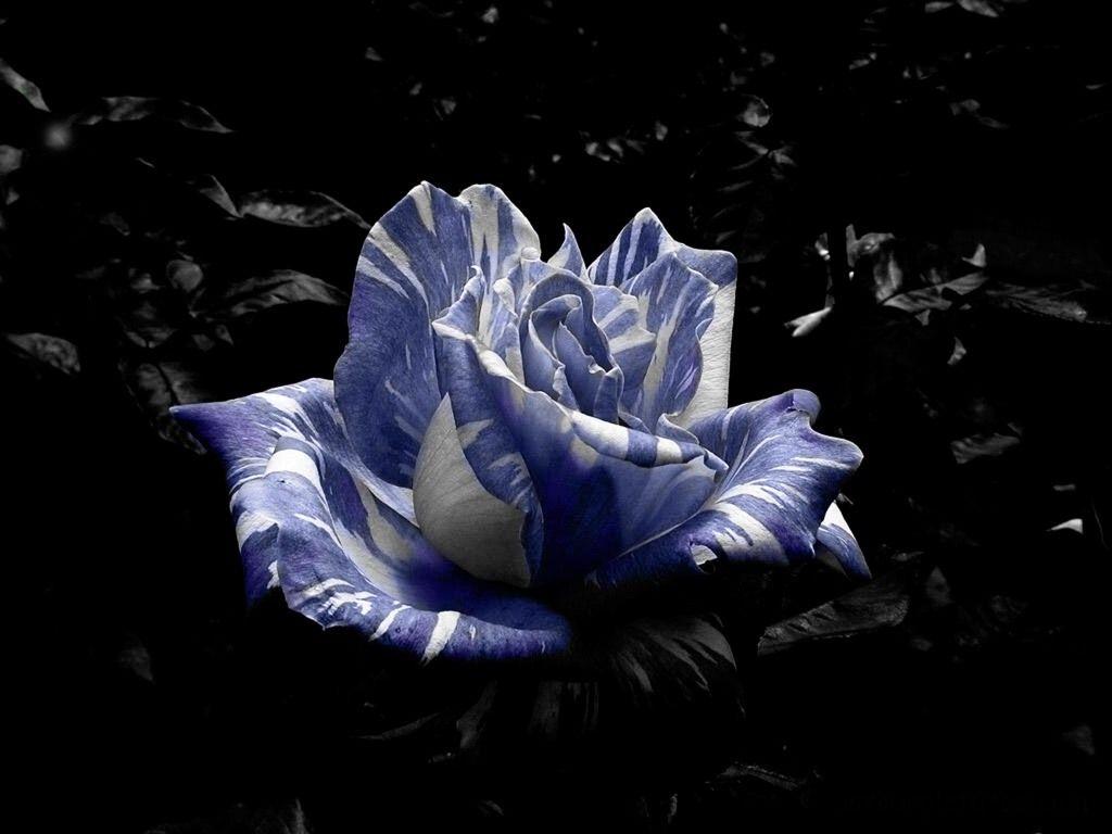 Roze Lovely Wallpaper and Picture Items