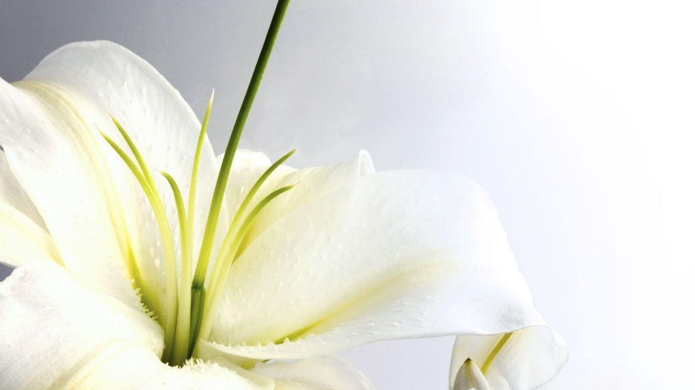 White Flower Wallpapers - Wallpaper Cave