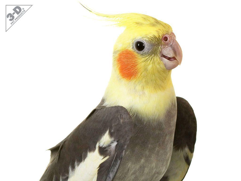 CockatielD® Pet Products3D® Pet Products