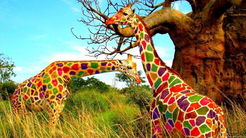 Colored Giraffe Wallpaper Wide or HD