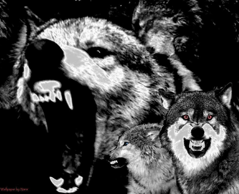 Snarling Wolves Wallpaper, Background, Theme, Desktop