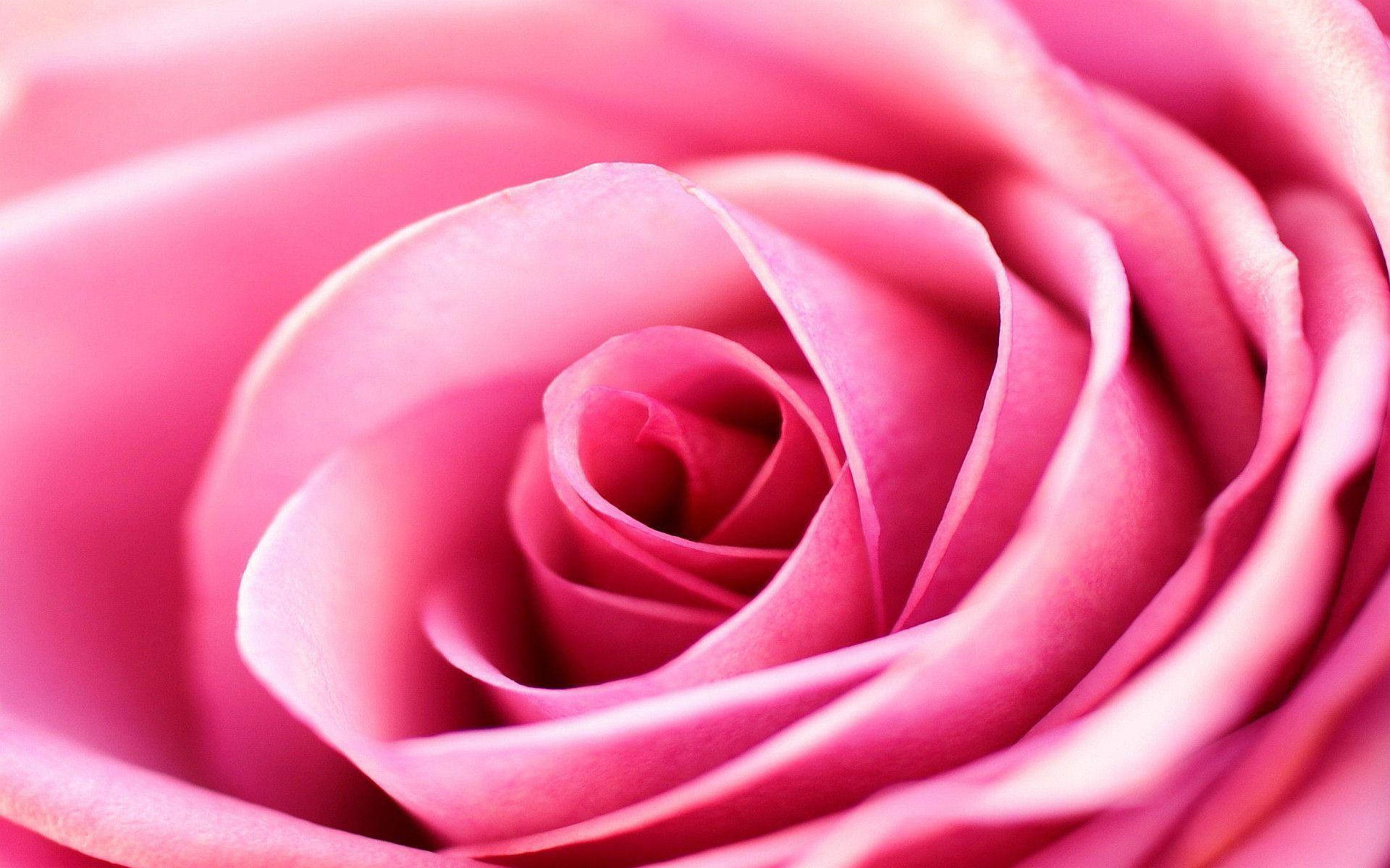Wallpaper For > Light Pink Roses Background