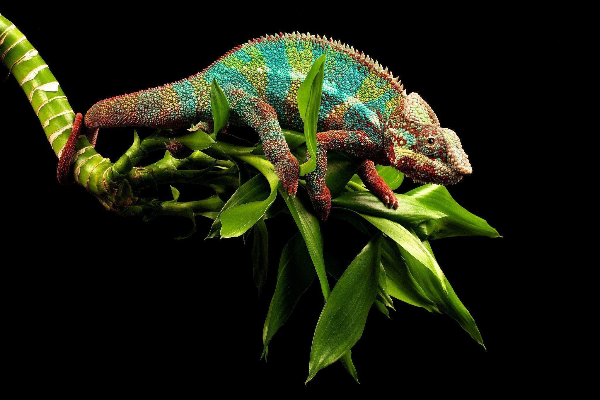 Chameleon Background Beauty Color Wallpaper Wallpaper