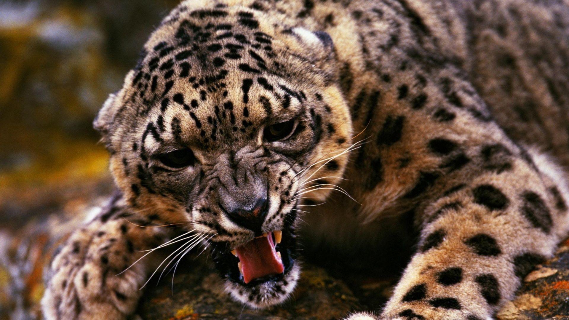 Leopard Wallpaper Free · Leopard Wallpaper. Best Desktop