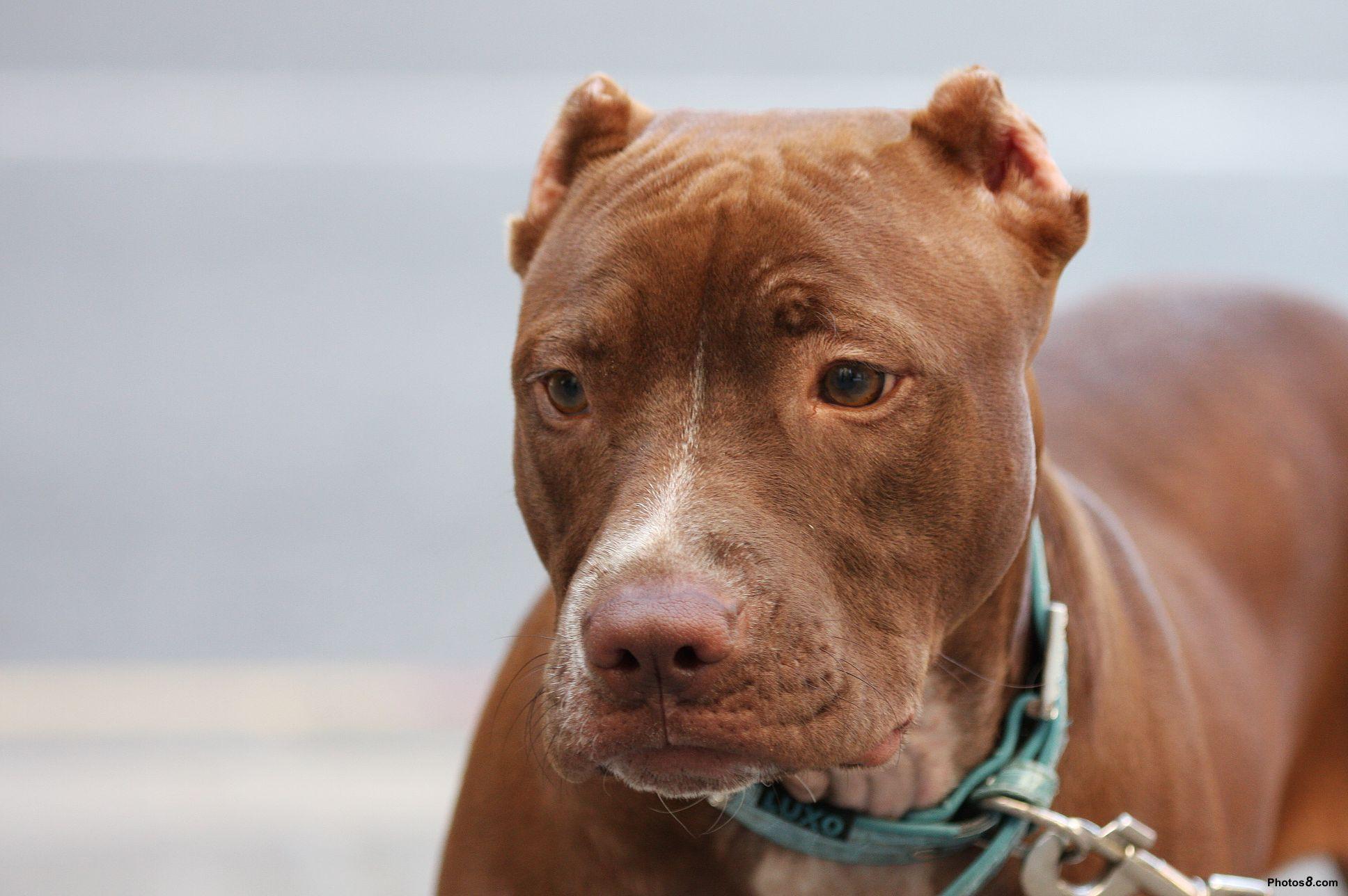 Red Nose Pitbulls are the best pet dogs ever. Dog Obedience