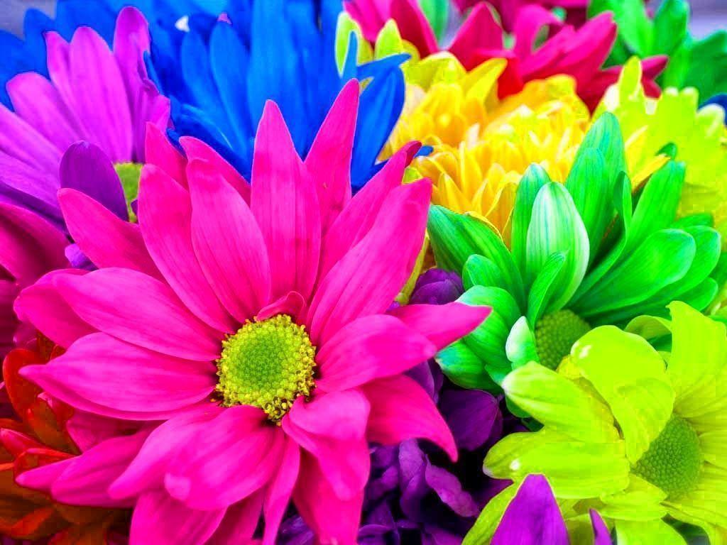 Rainbow Flowers 17370 1024x768 px