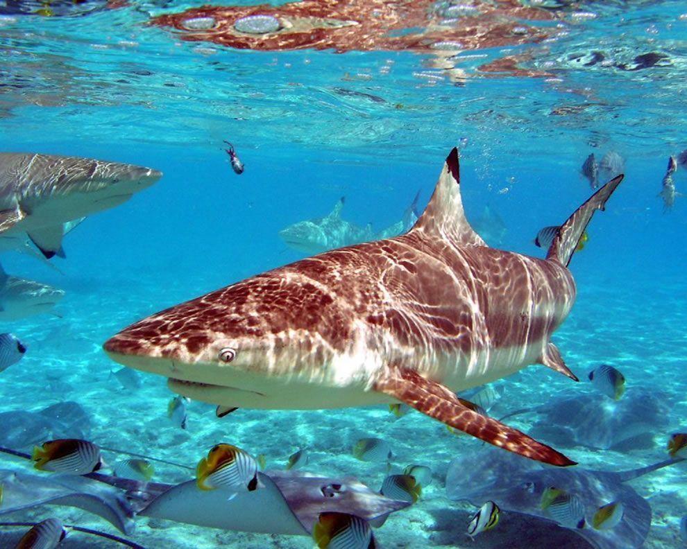 Predators Prowling the Sea: Scary or Stunning, Sharks are Jawesome