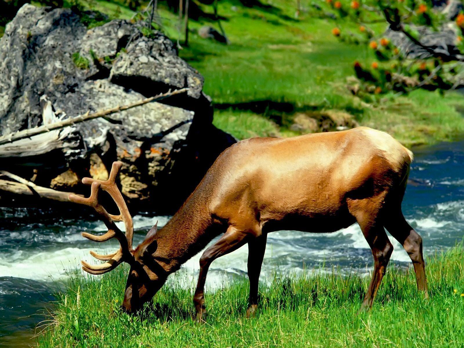 Wildlife Animals Photographs, Image & HD Wallpaper
