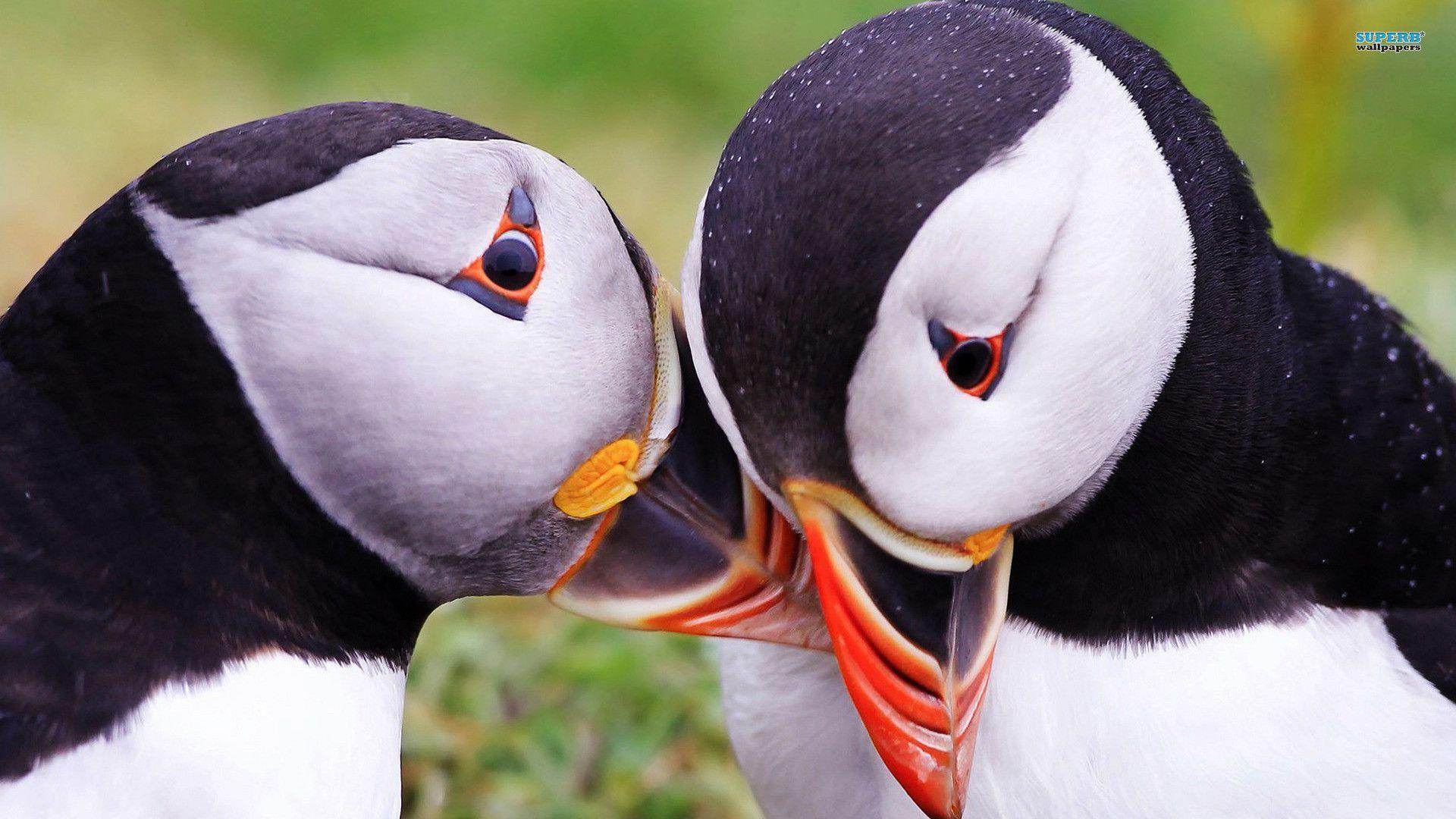 Puffin Wallpapers - Wallpaper Cave