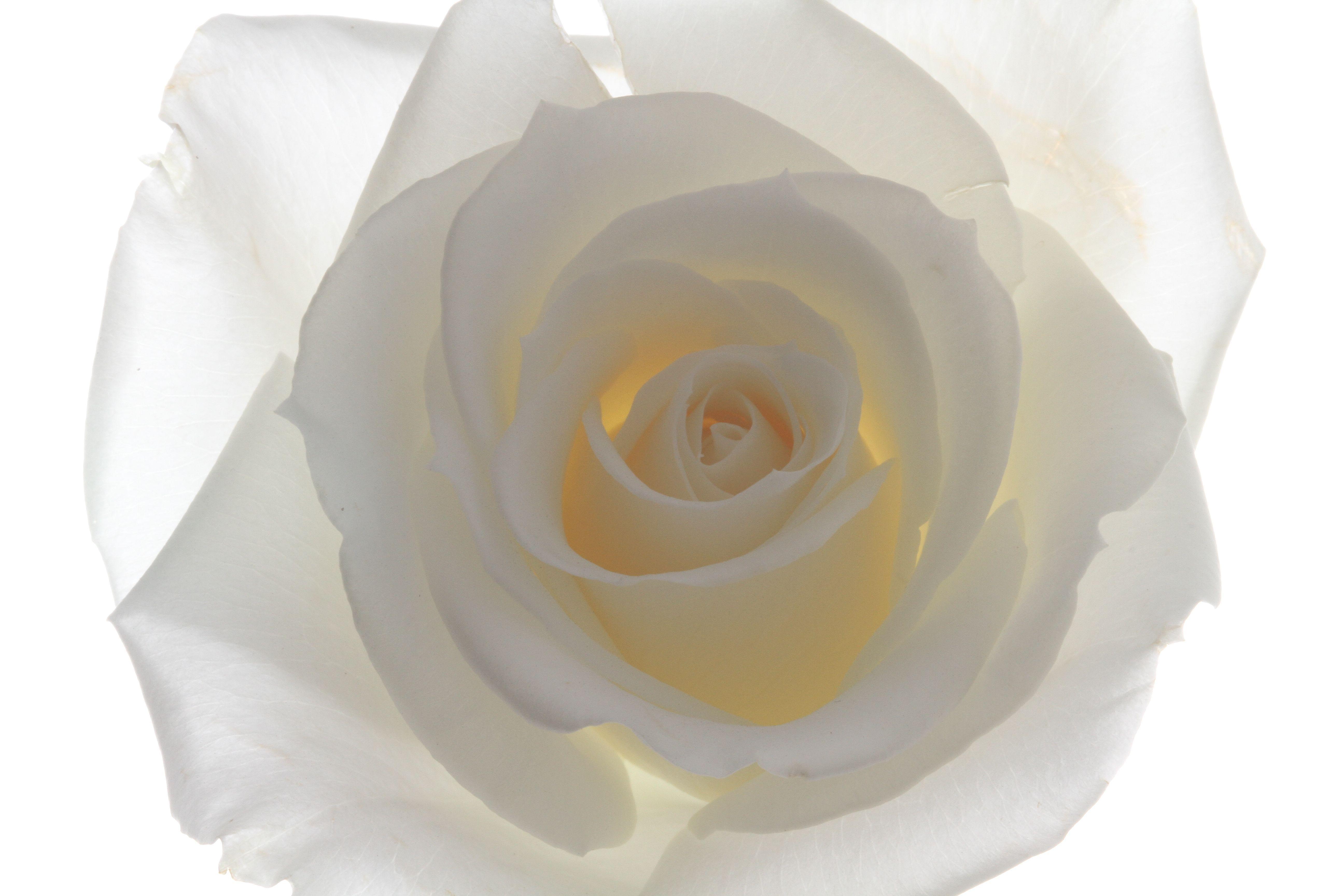 White Rose Background. HD Wallpaper Image