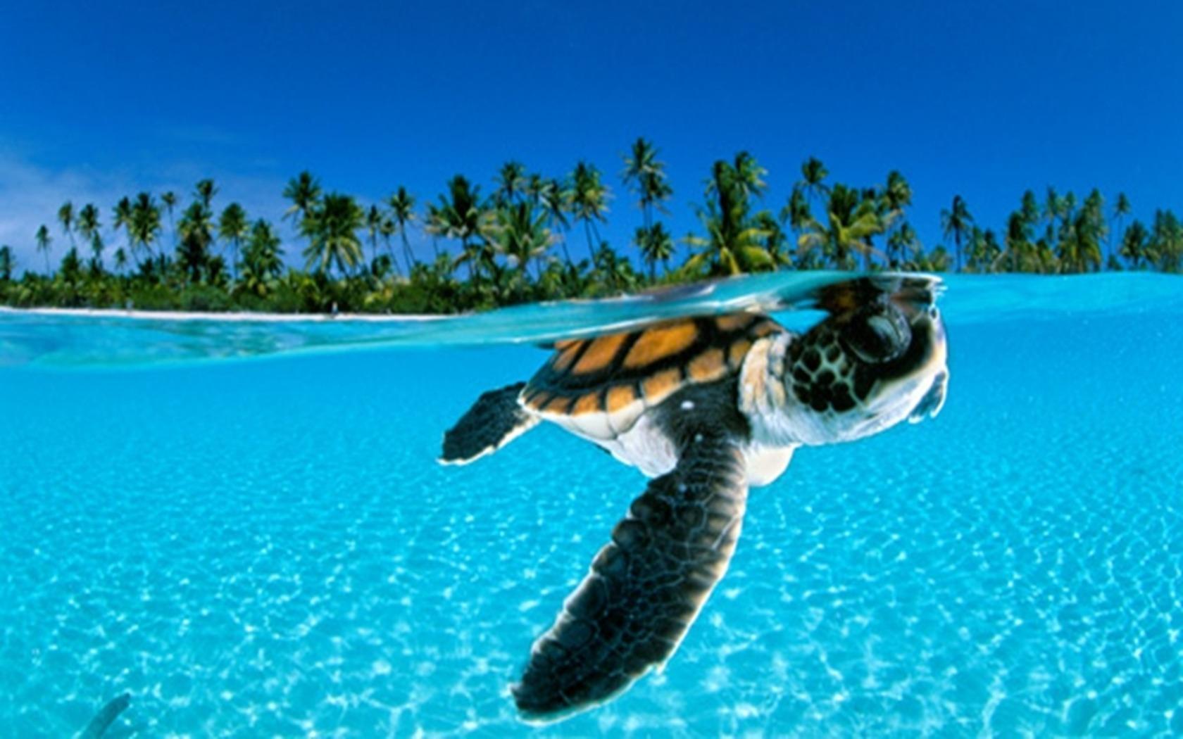 wide animal turtle wallpaper