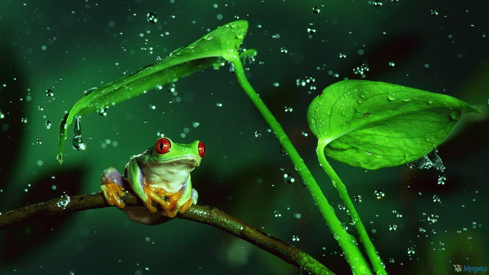 Cute Frog Background 1080p Nature Wallpaper. HD Wallpaper