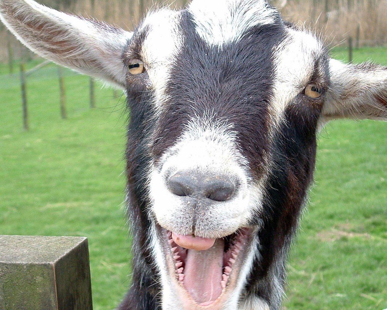 Smt Wallpaper Funny Desktop Wallpaper Free Download. HD Wallpaper