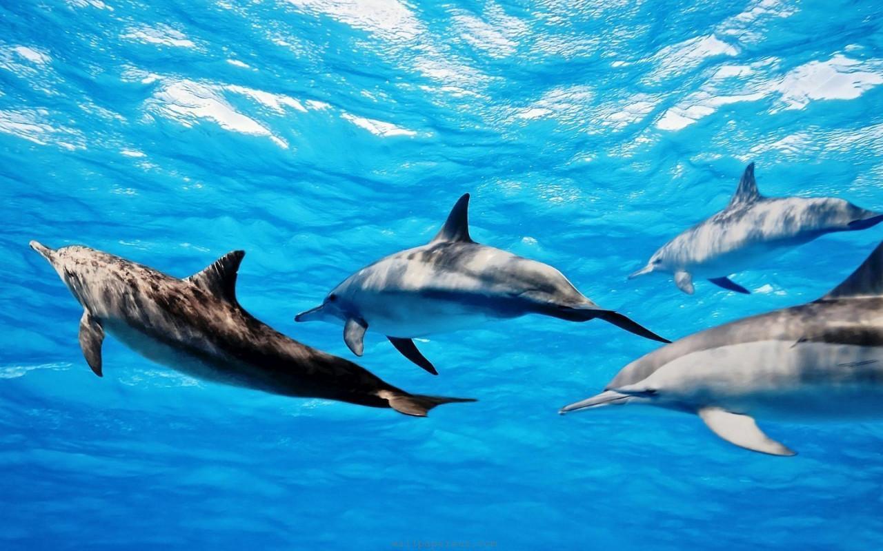 Ocean HD Wallpaper FREE Apps on Google Play