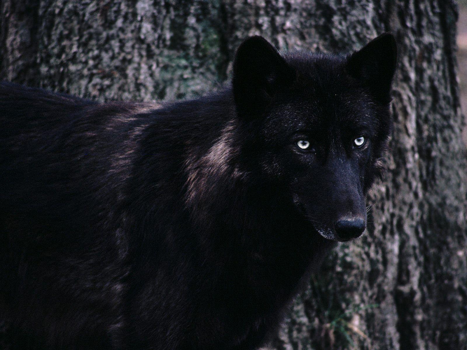 Timber Wolf Picture 6 Planent