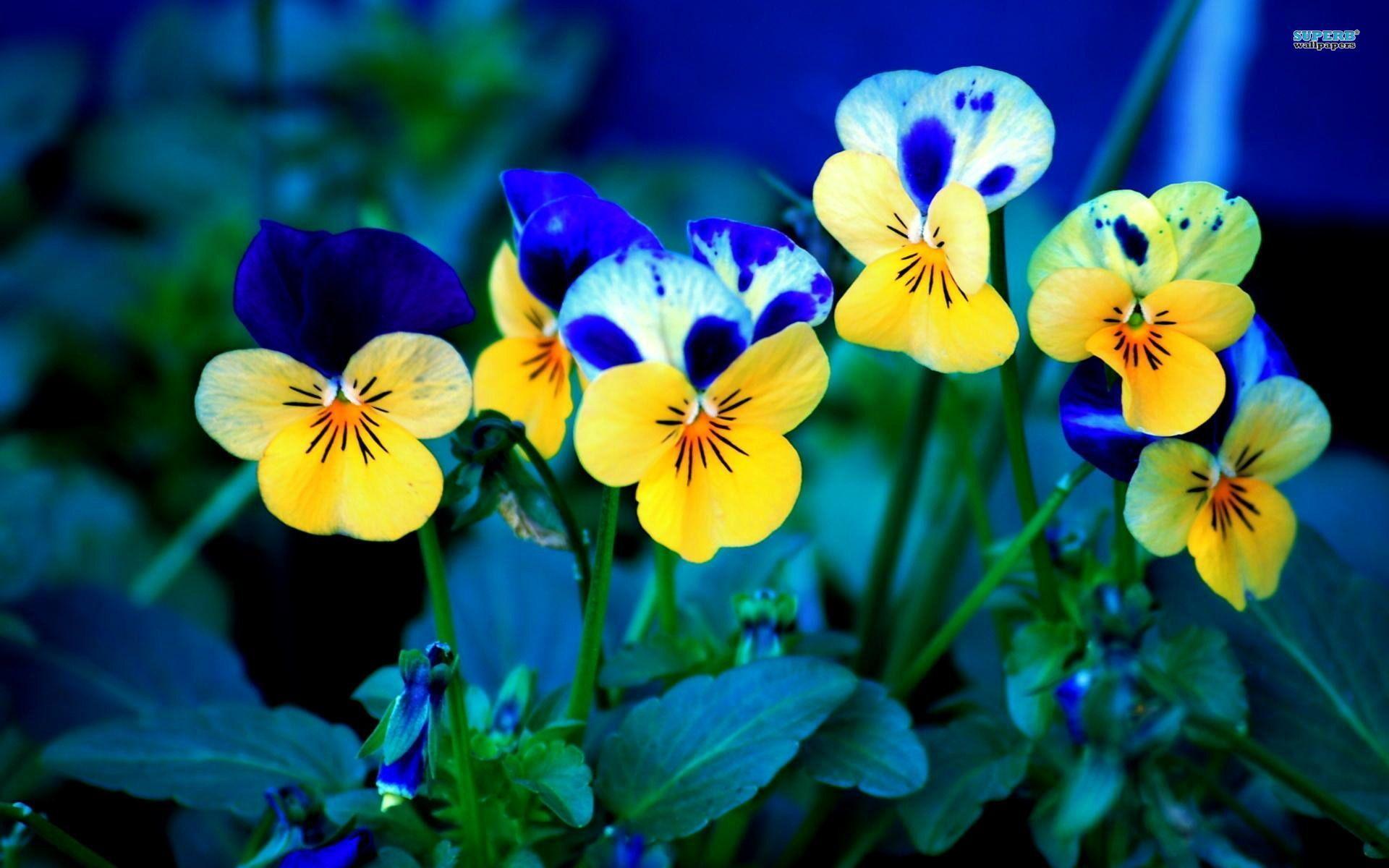 Pansy Wallpapers - Wallpaper Cave