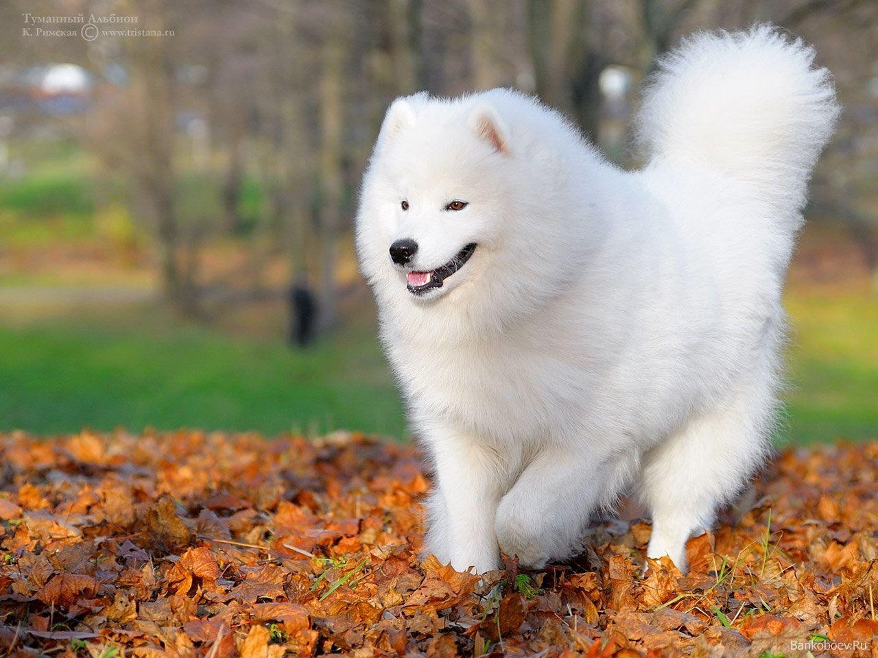 News posts comments known as the samoyed photo samoyed