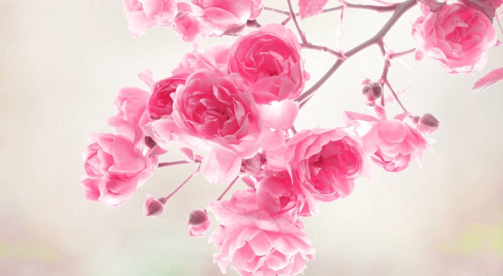 Flowers For > Wallpaper Flower Pink HD