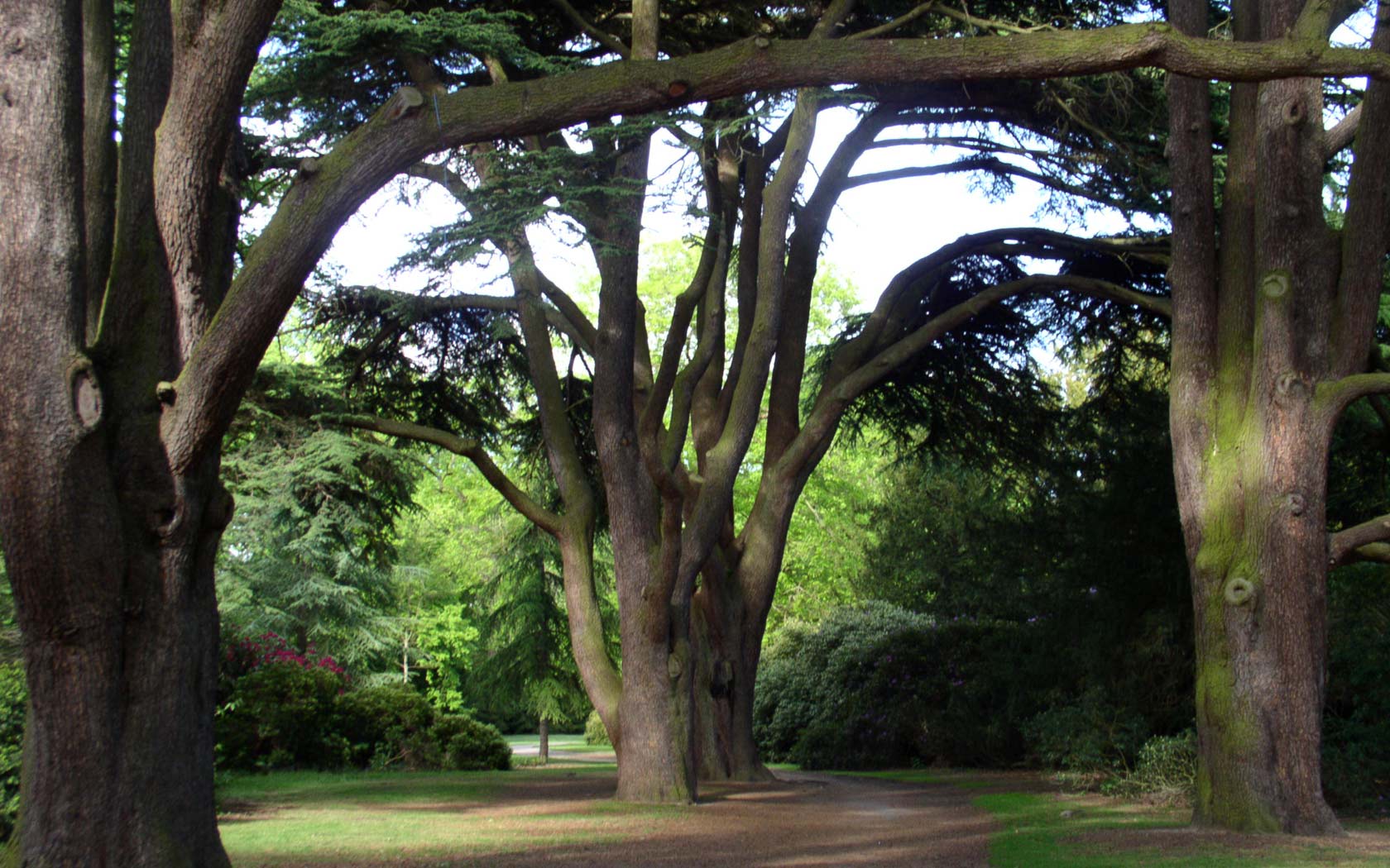 Desktop Wallpaper of Cedar Trees at Clumber Park in Nottinghamshire